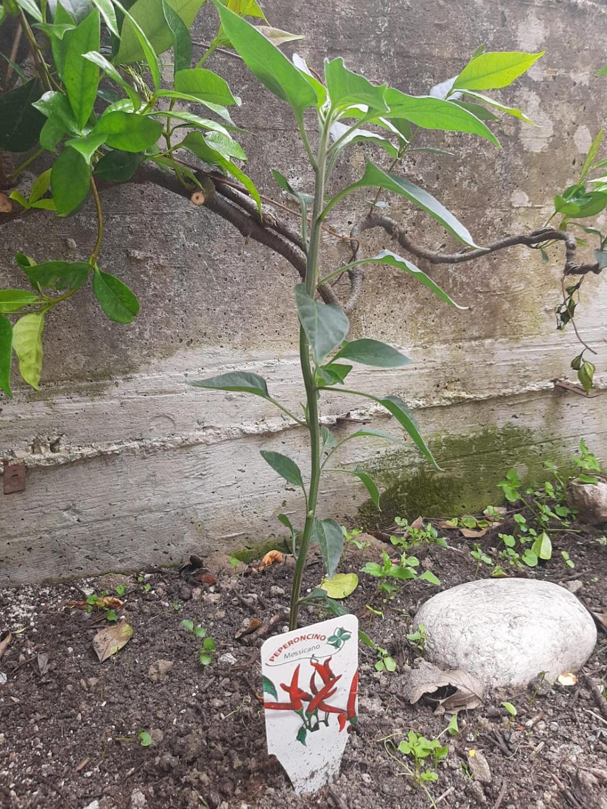 Appartamento Il Caminetto Carpinone Esterno foto